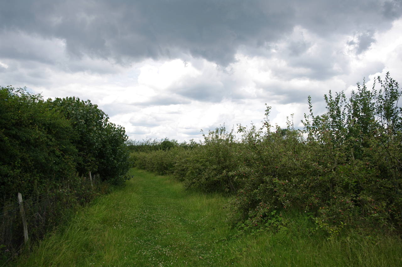 Overgrown orchard near Icklesham