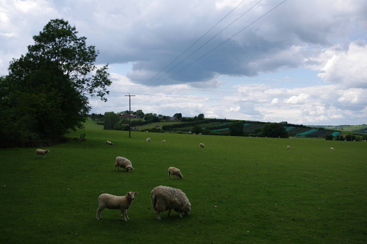 Fields near Icklesham