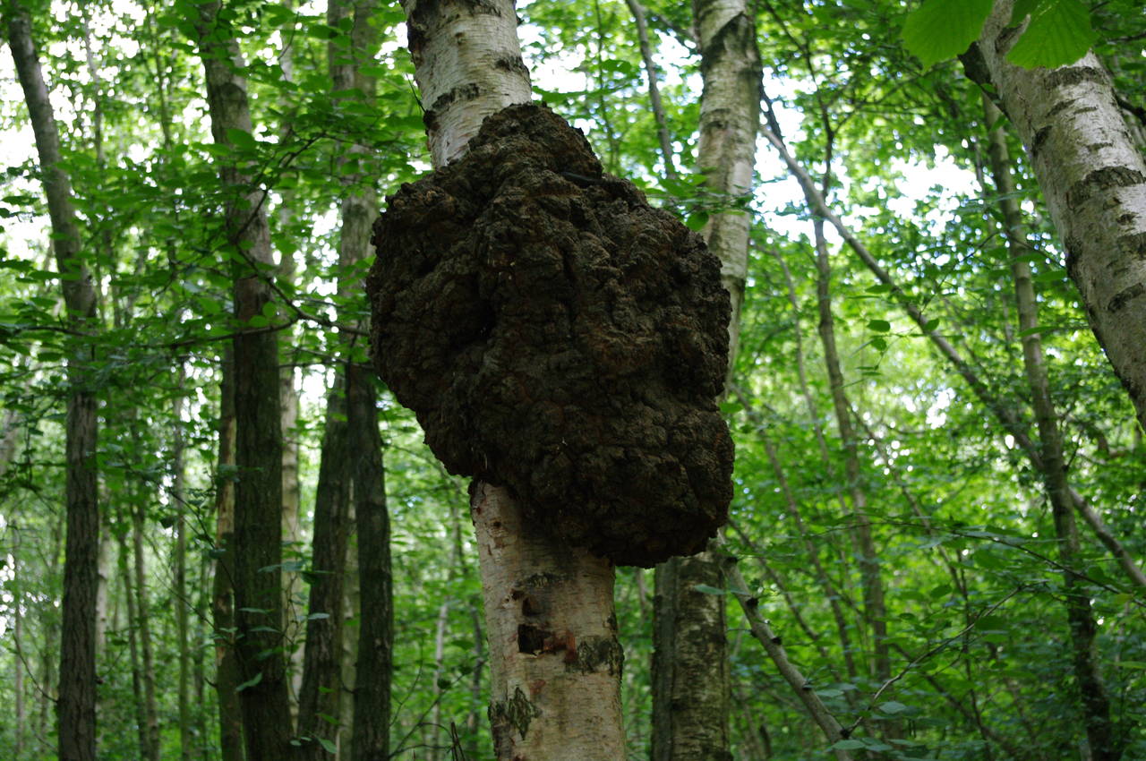 Wasp nest, Guestling Wood