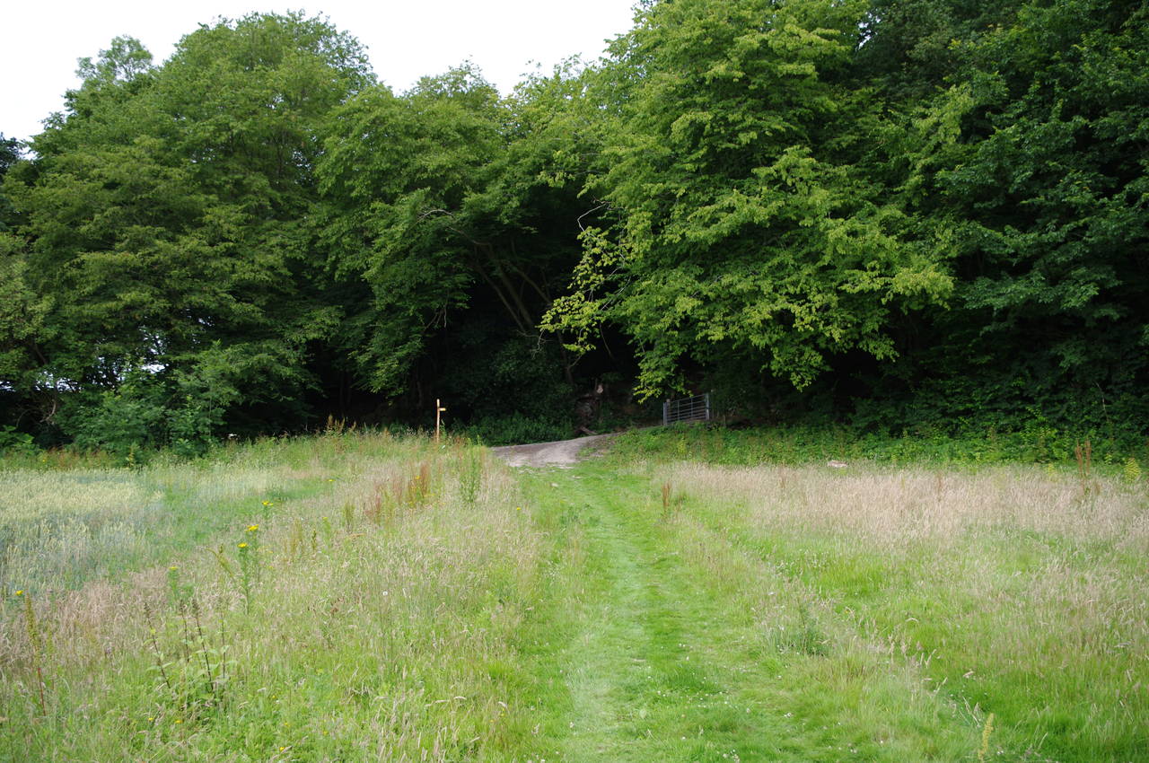 Approaching Stumblet's Wood