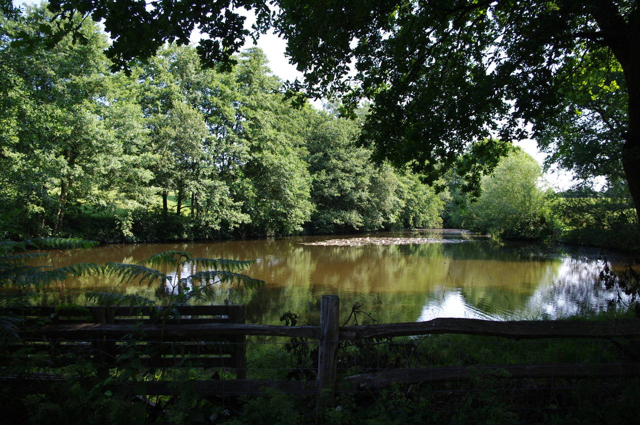 Horse Pond
