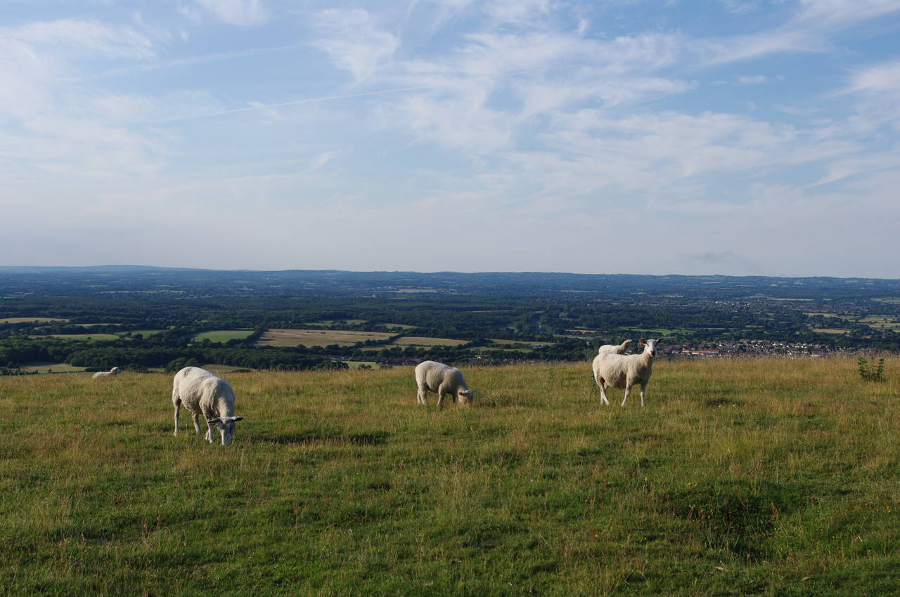 Sheep grazing on the South Downs
