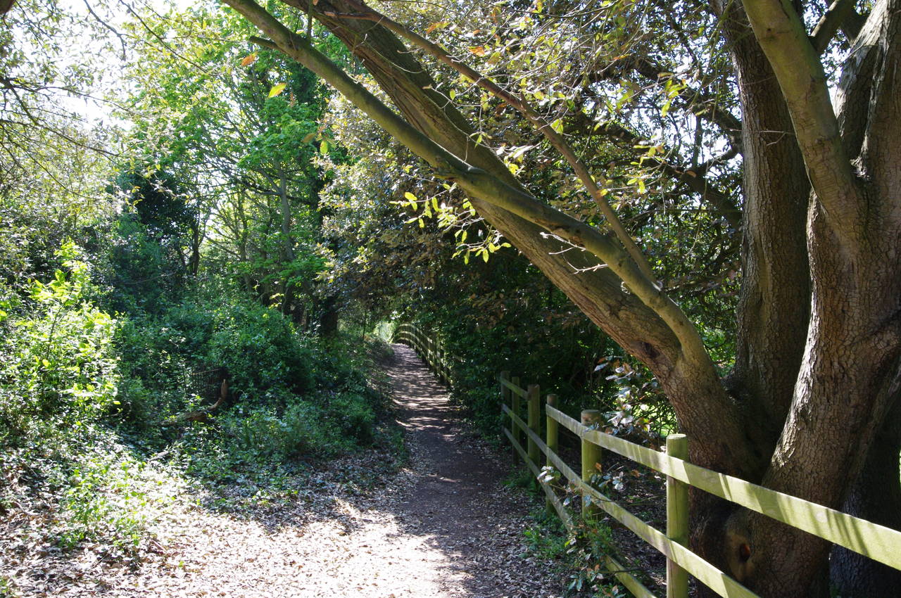 Path above Steephill Cove