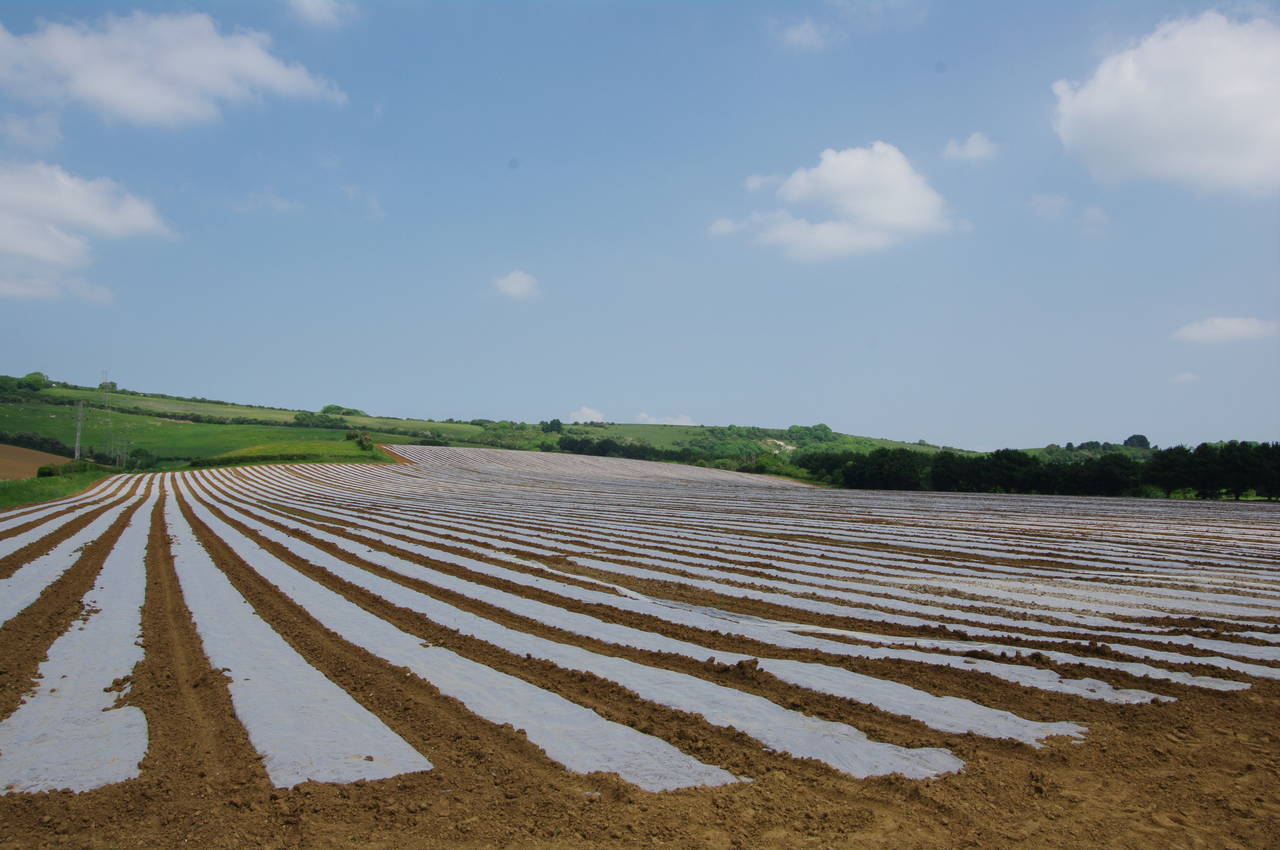 Fields near Arreton