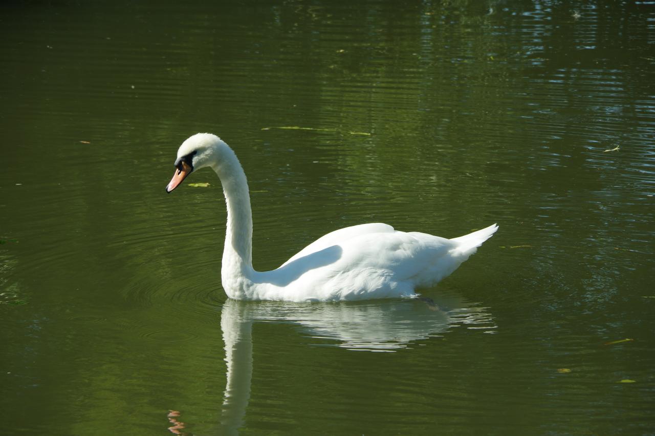 Swan by Benham Bridge