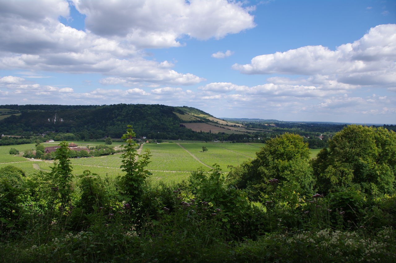 St Martha's Hill to Dorking