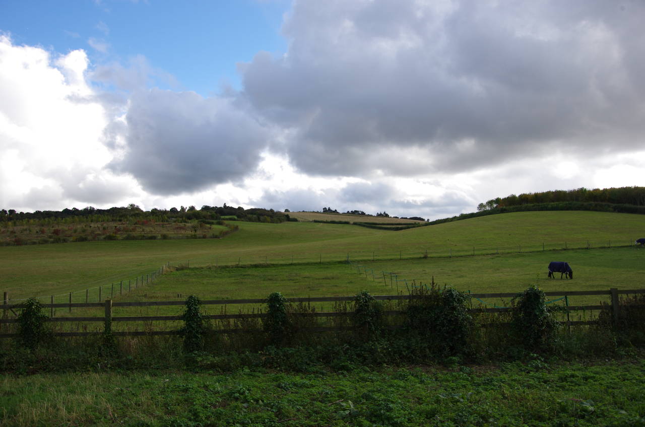 Pasture beside Rectory Road