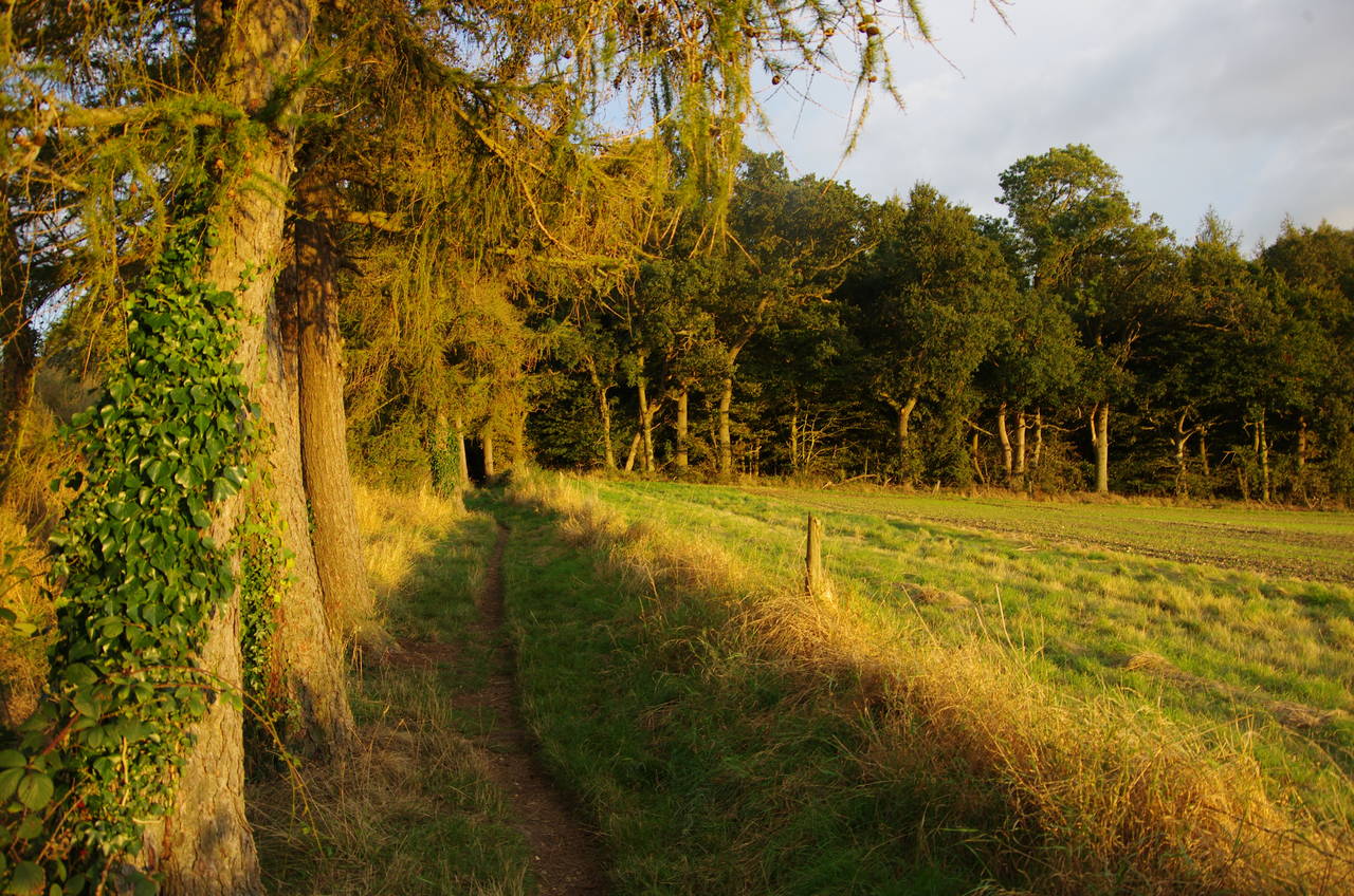 Goring to Nuffield Common