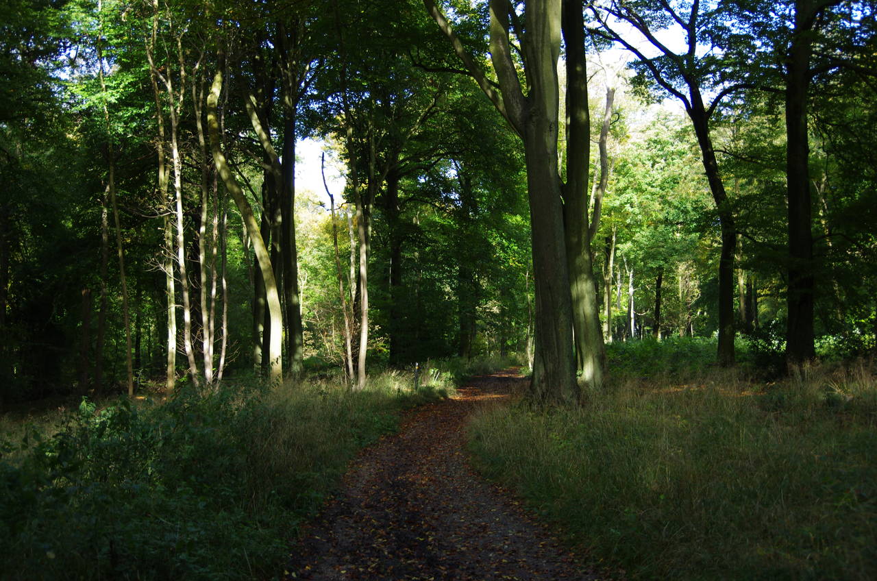 Goodmerhill Wood