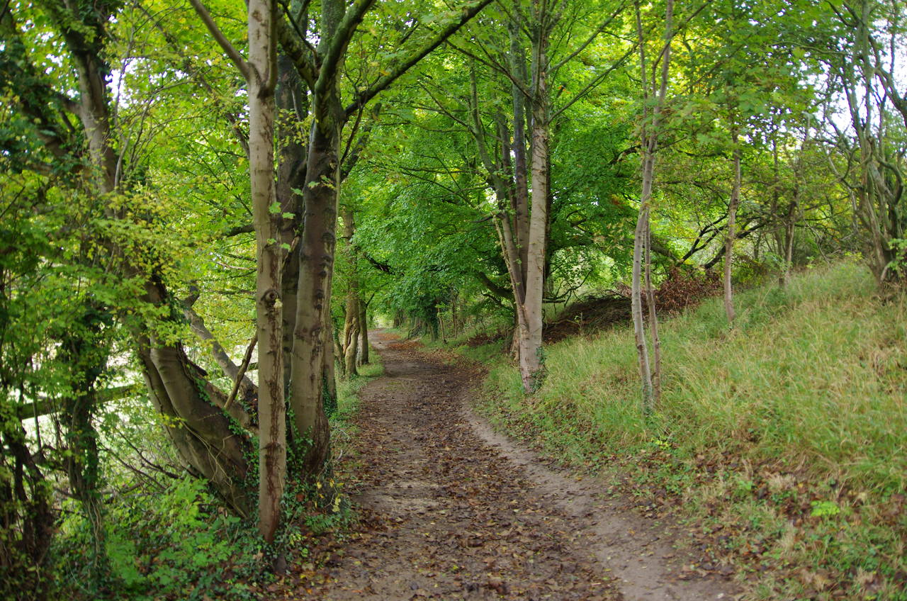Path above Westland Farm