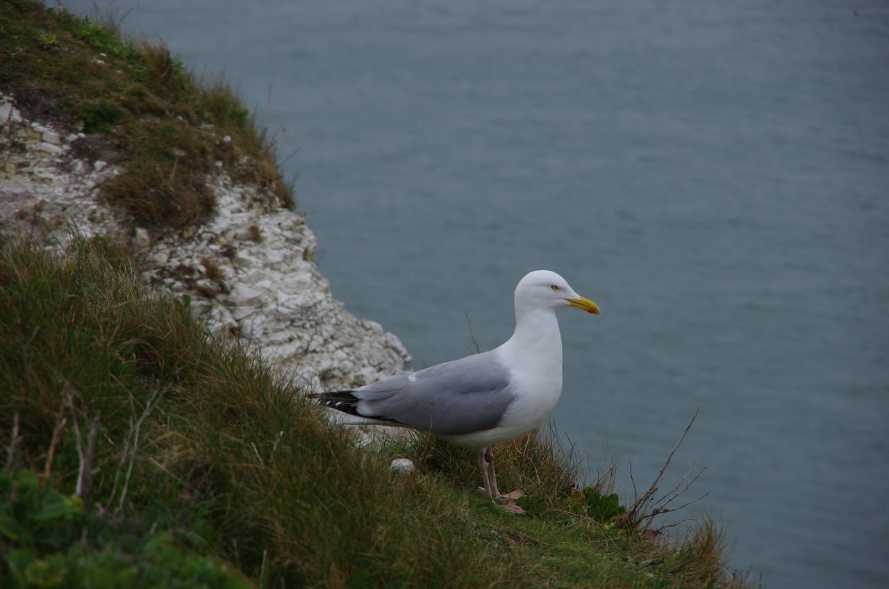 Seagull, The Foreland