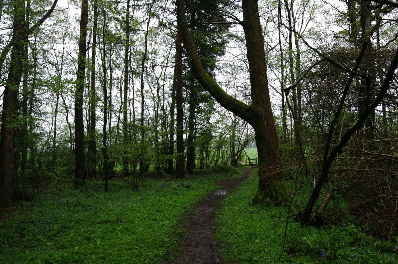 Old Down Wood