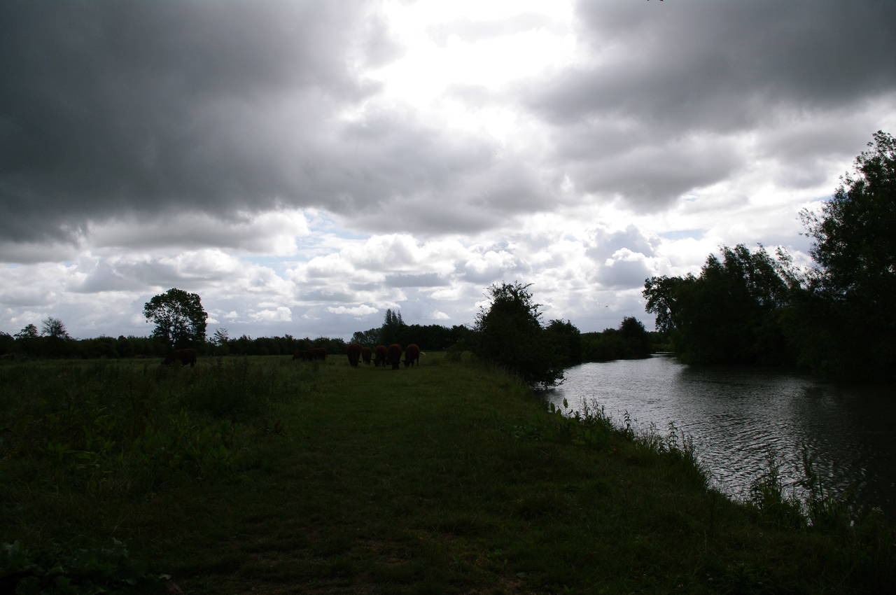 Cows grazing downstream from Newbridge