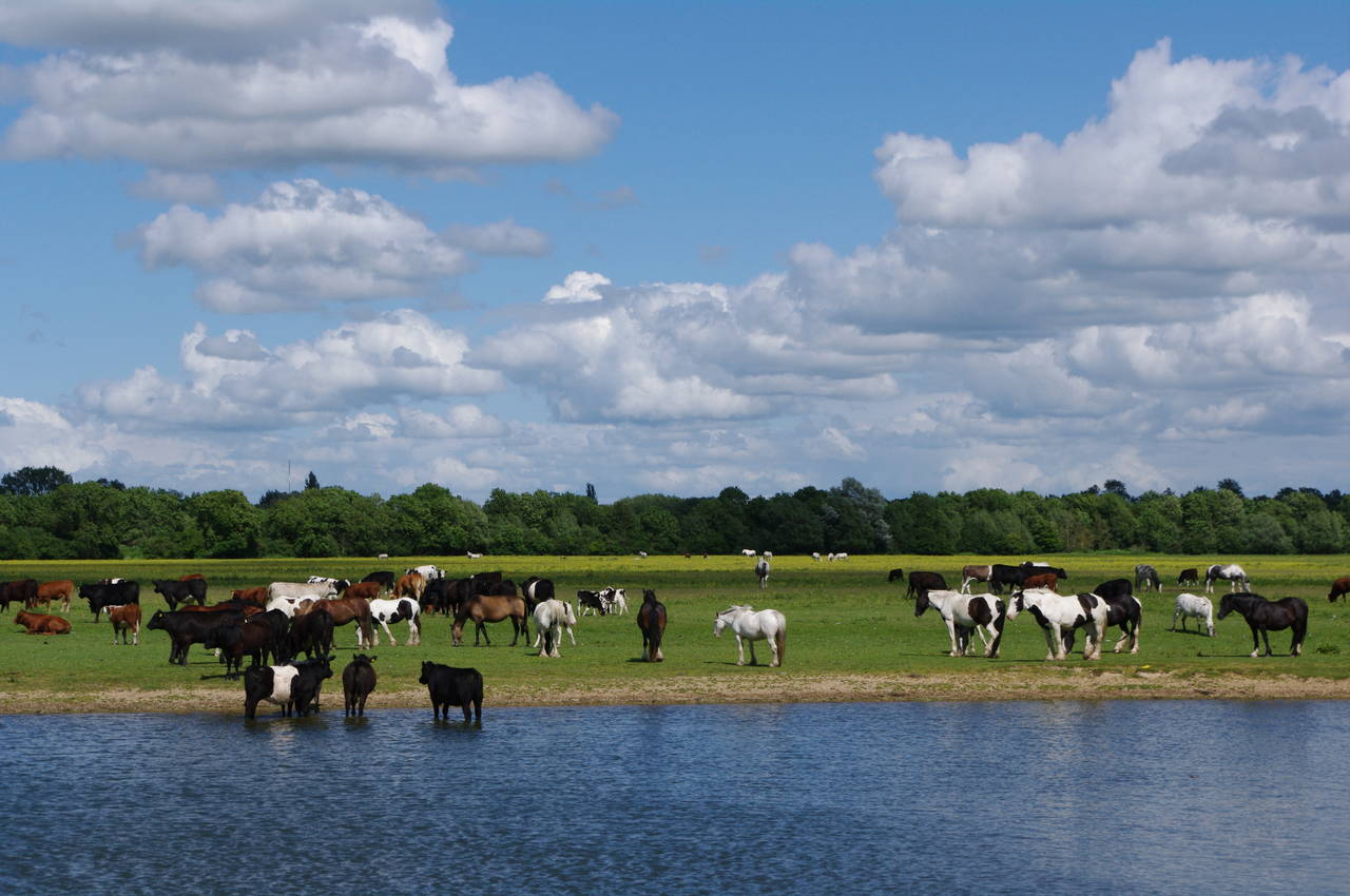 Cattle grazing on Port Meadow
