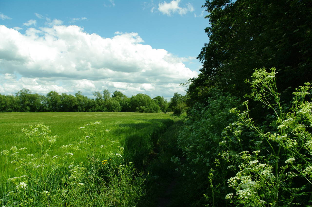 Thames Path near Appleford