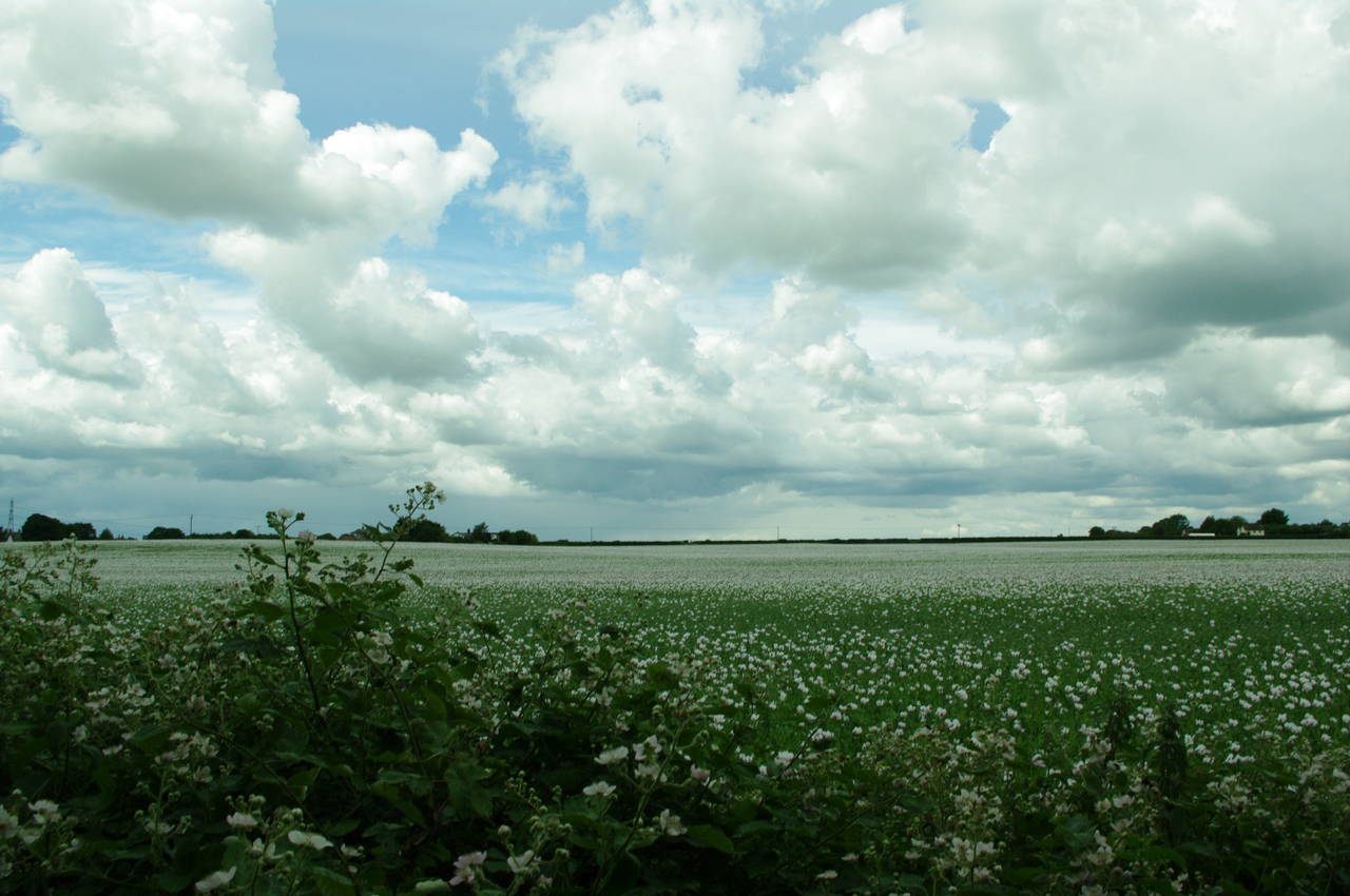 Field filled with white flowers