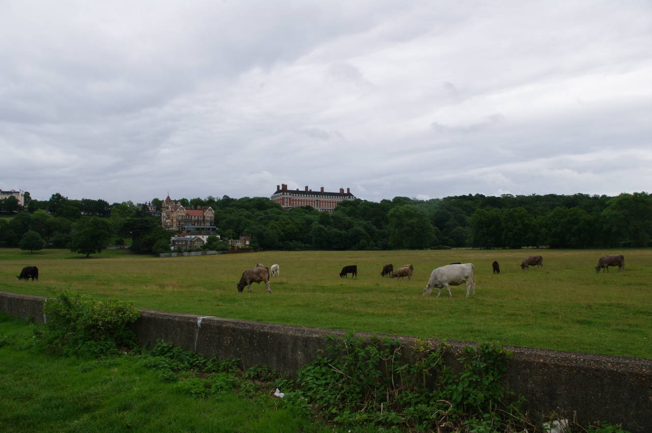 Petersham Meadow and Richmond Hill