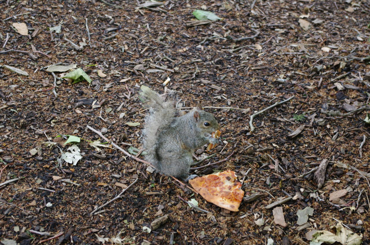 Squirrel, Buccleuch Gardens