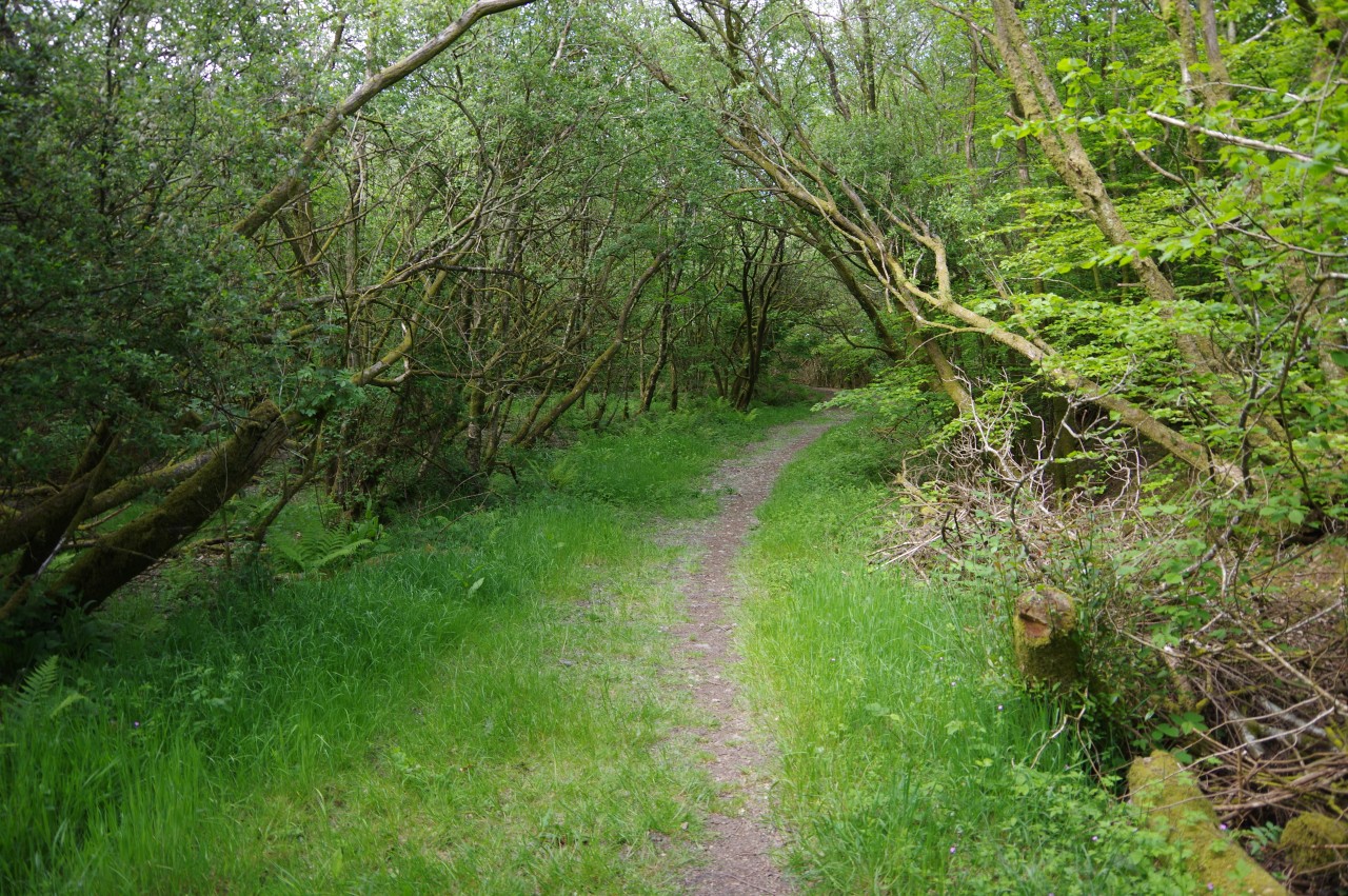 Path through woods on Owlaborough Moor